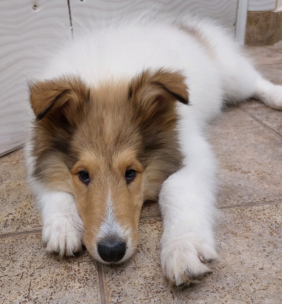 Americká kolie dlouhosrstá s PP