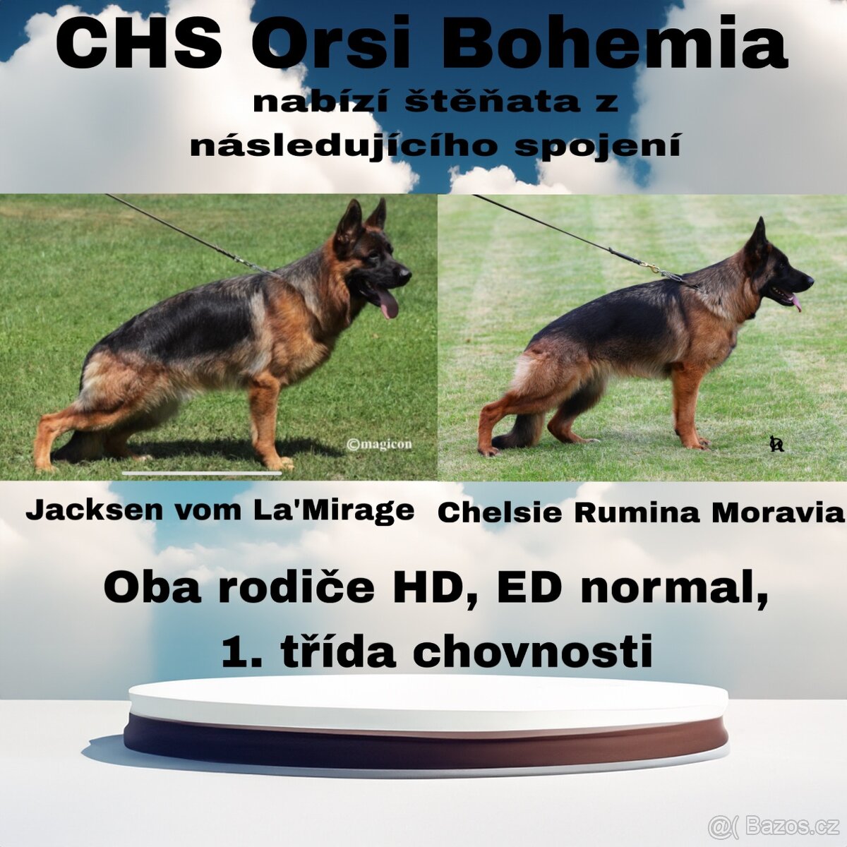 Německý ovčák štěňata