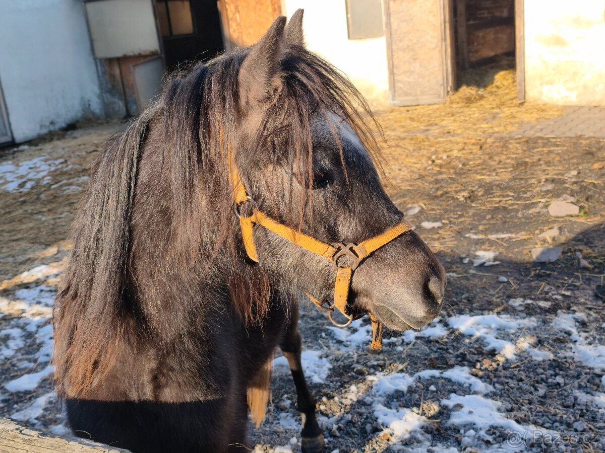 Prodej hřebce Welsh pony, sekce B