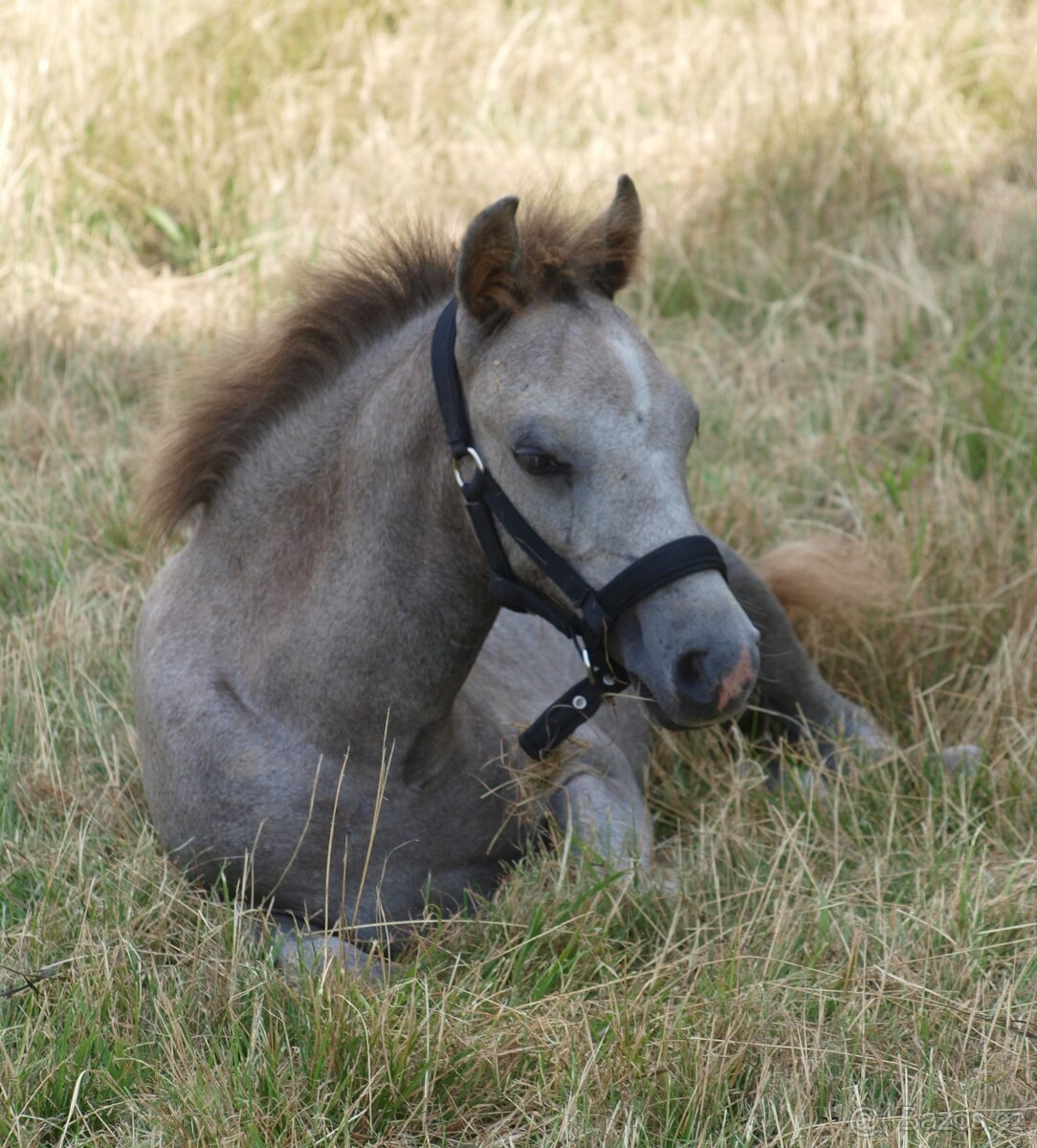 Prodej hřebce Welsh pony, sekce B