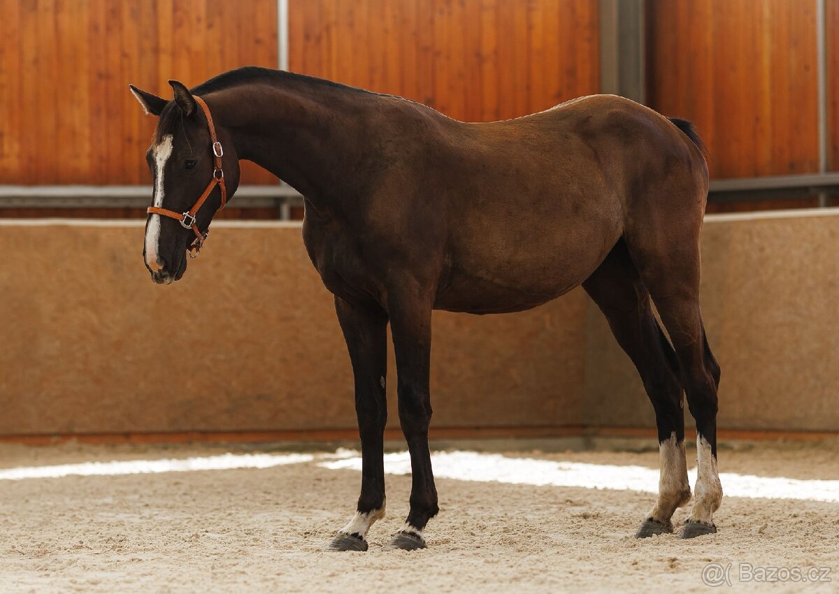 4.leta klisna (Aristo Z)