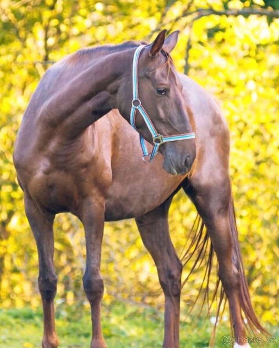 Klisna achal teke s vybavením