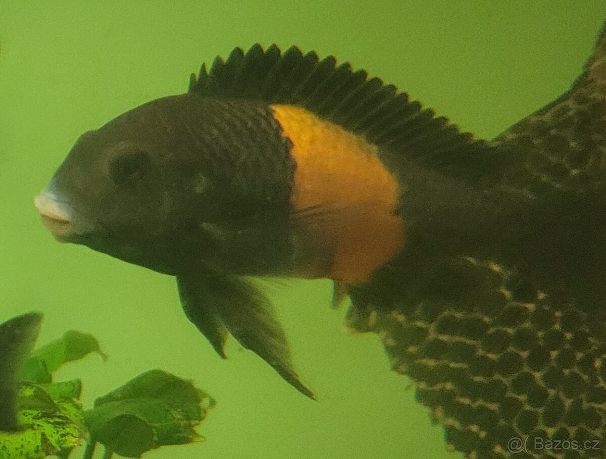 Tropheus moorii Bemba
