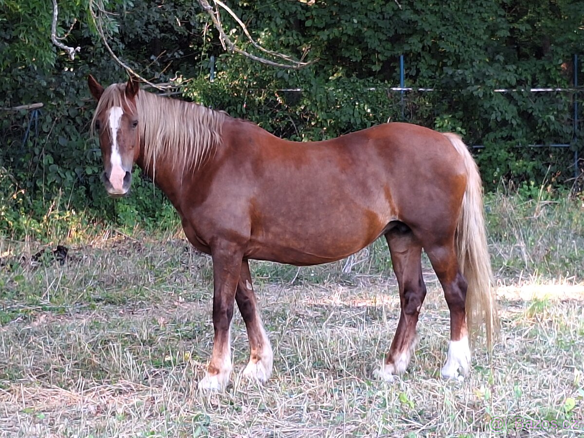 Welsh Cob D kobyla pre deti