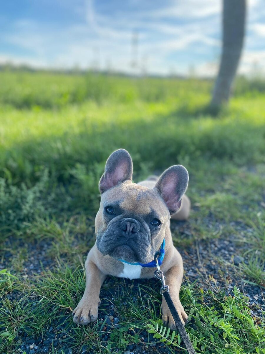 Francouzský buldoček bez PP - krytí