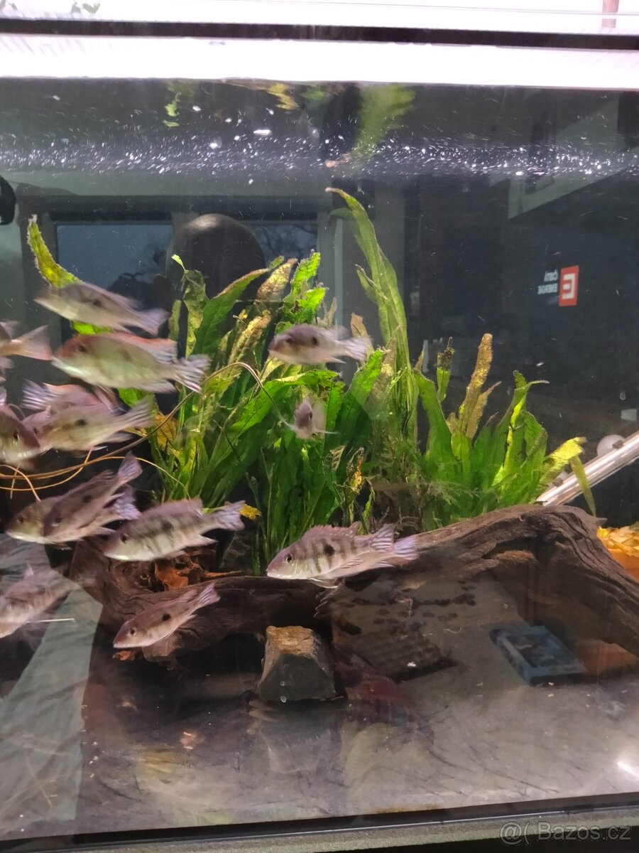 Geophagus Tapajós red head