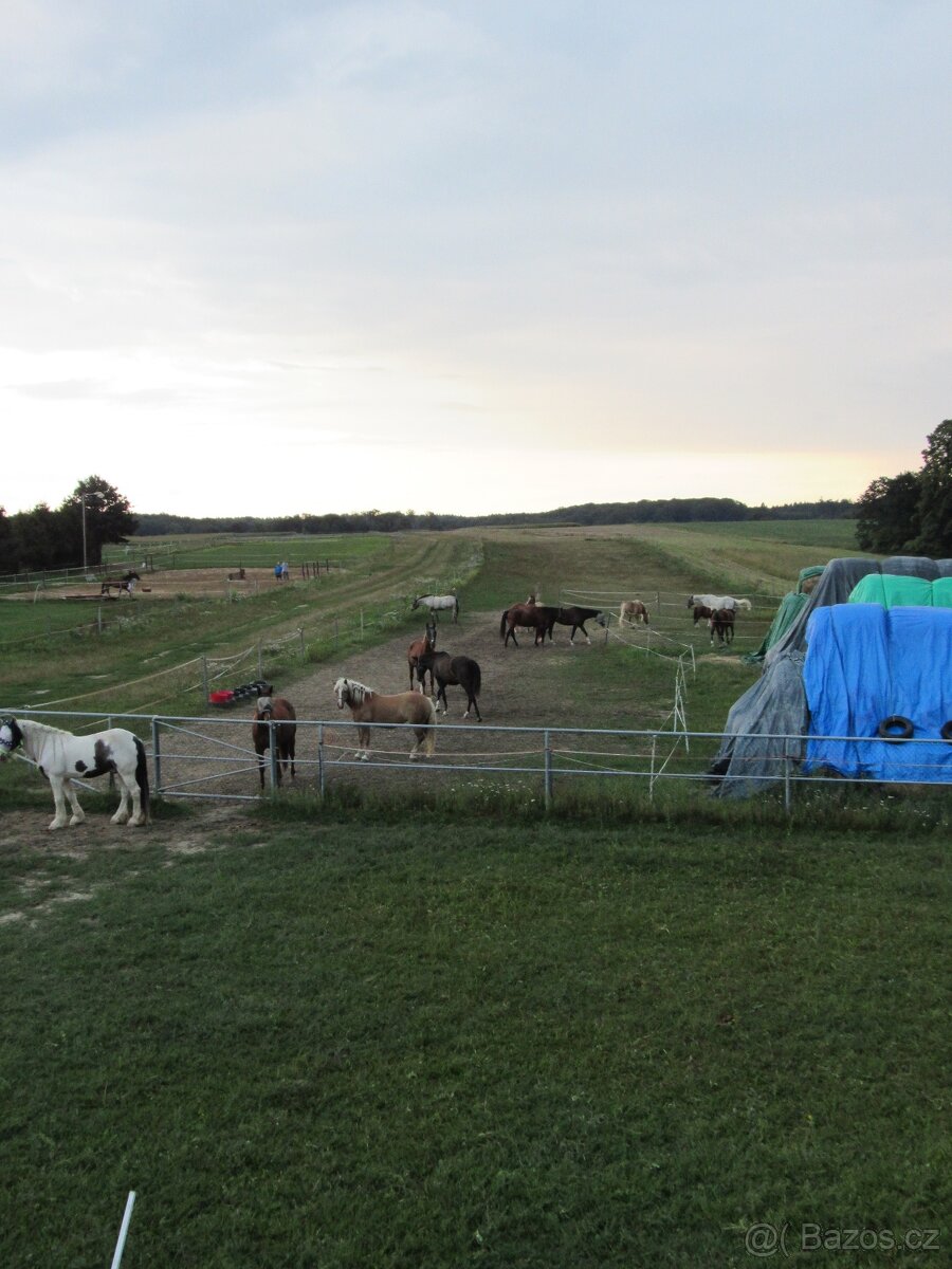 Nabízím boxové a venkovní ustájení koní.