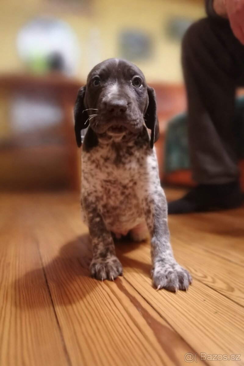 Německý ohař krátkosrstý - štěňata