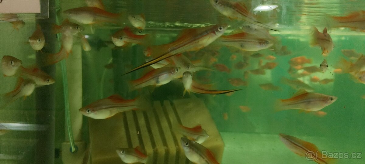 Mečovka papouščí