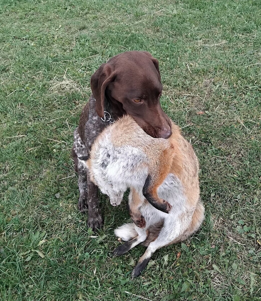 Německý krátkosrstý ohař-PZ-I.cena