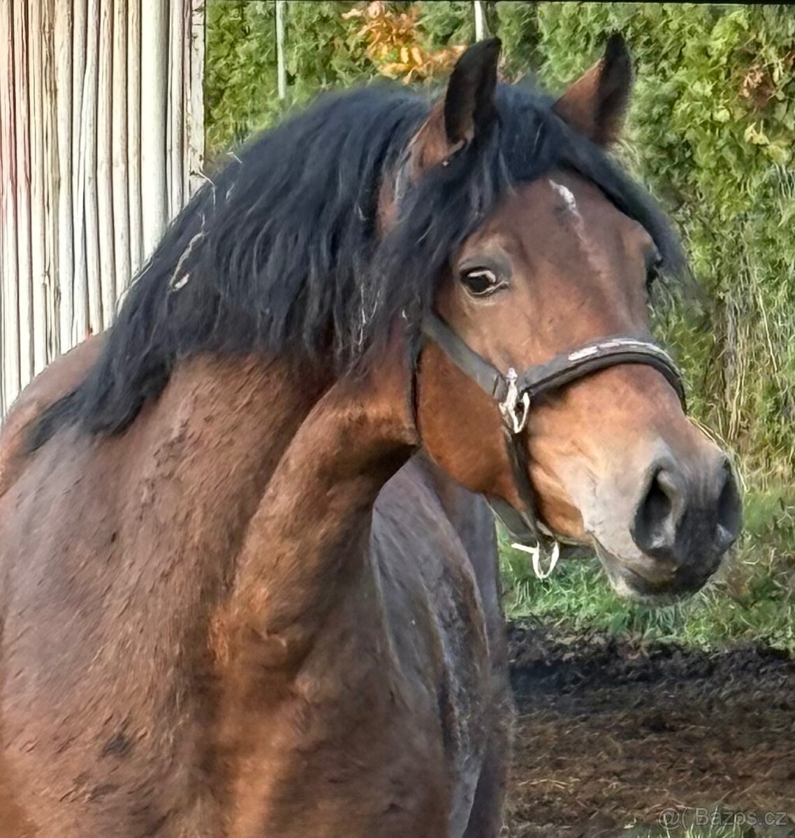 3,5leta klisna welsh cob