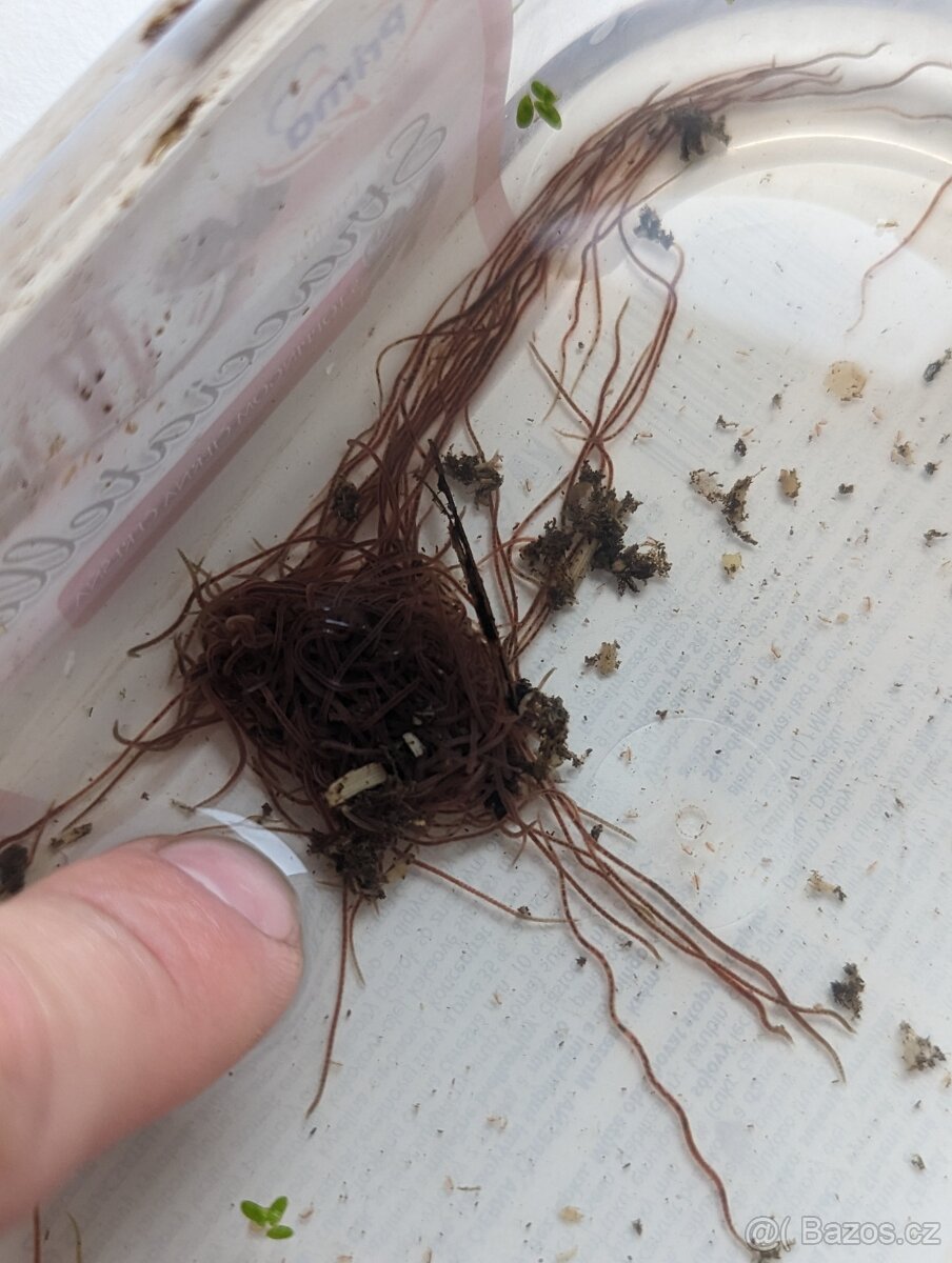 Lumbriculus variegatus