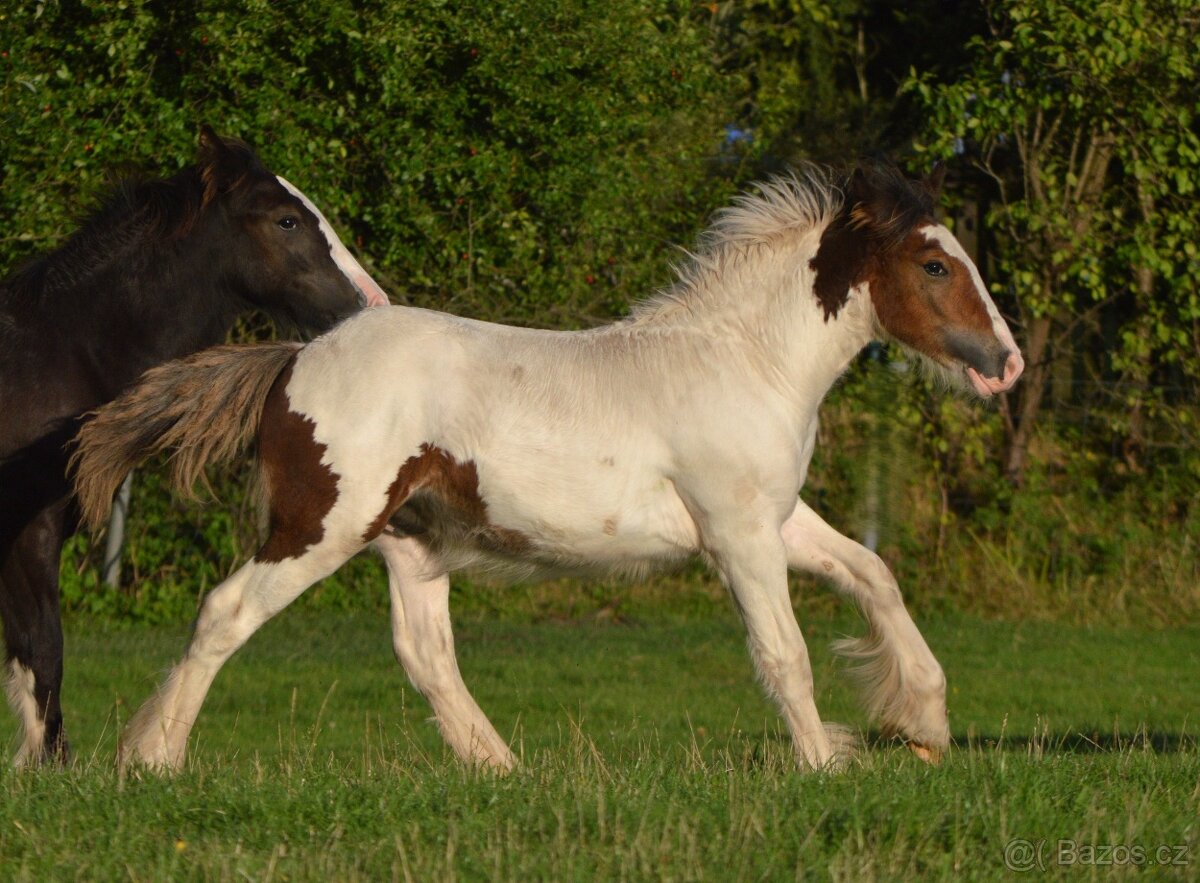 Hřebeček IC, odstavený