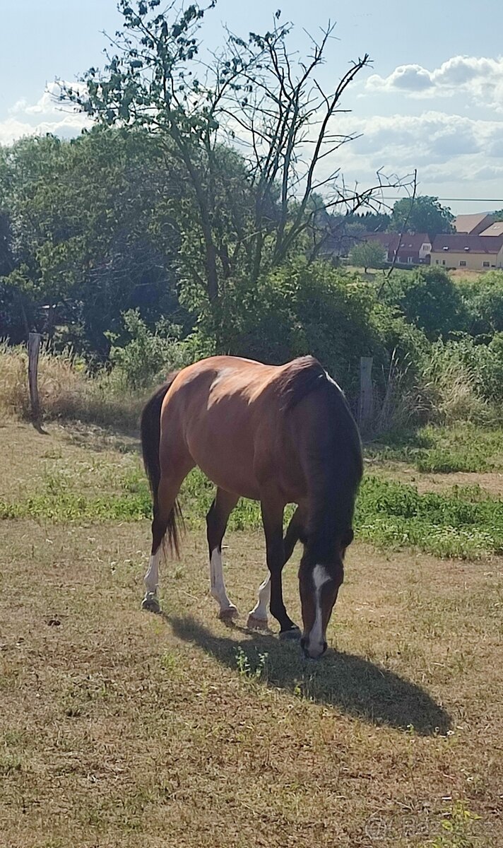 Líbivá 6-letá klisna