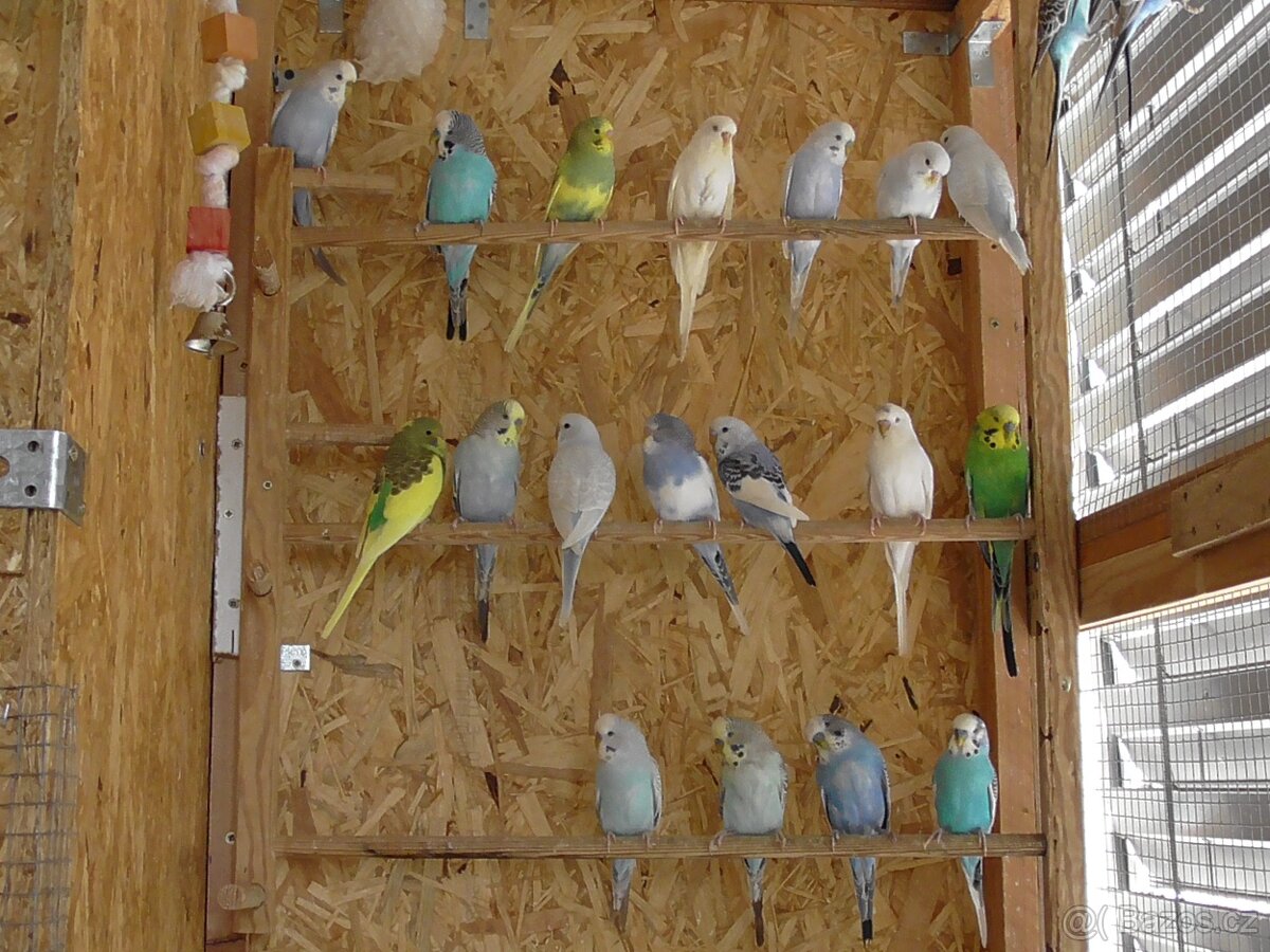 Prodám andulky různých barev