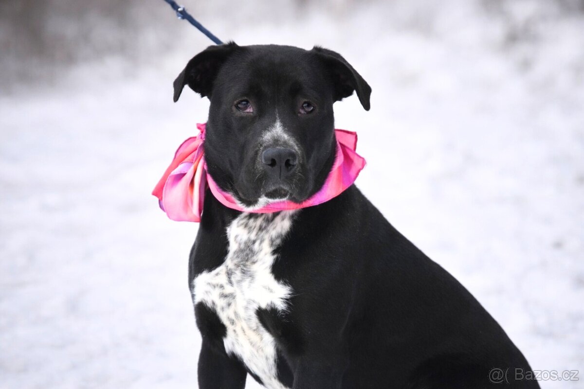 Columbia hledá domov