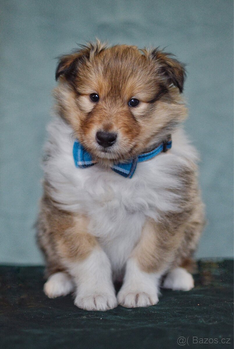 Dlouhosrstá kolie s PP FCI