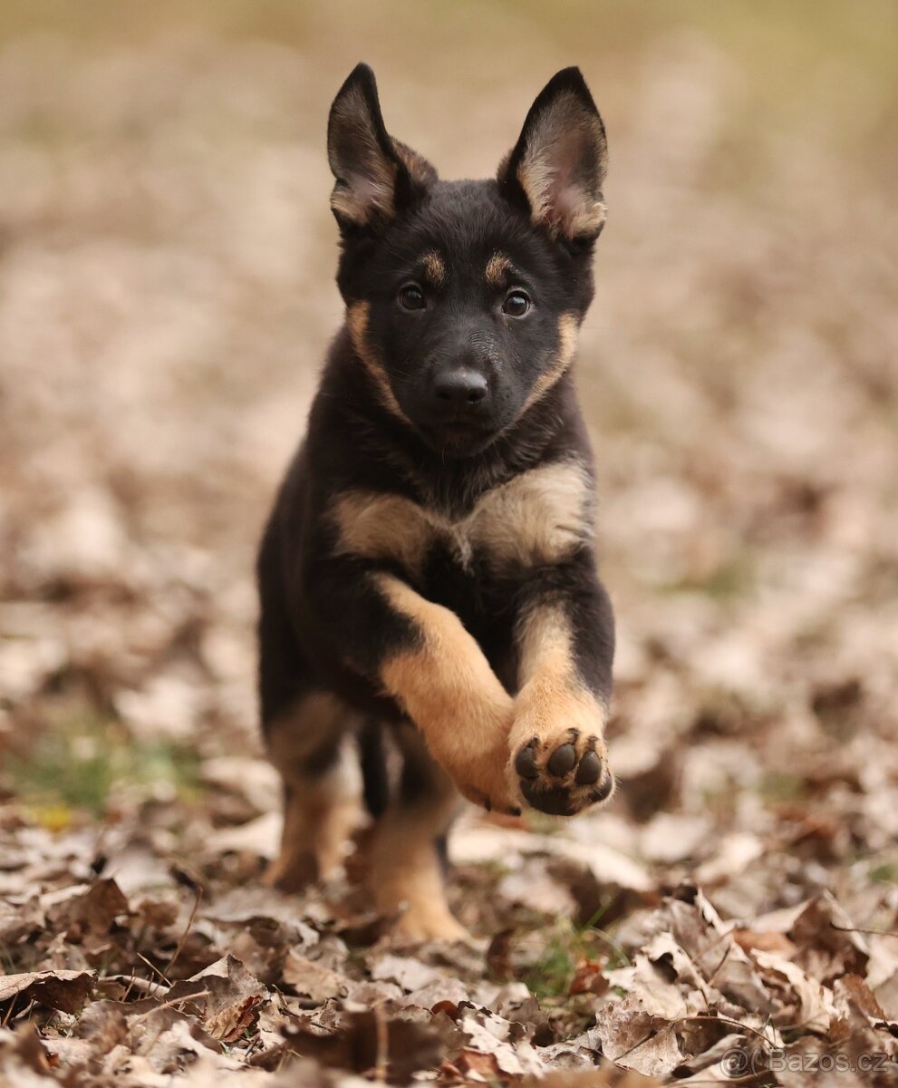 Německý ovčák - fenka s PP