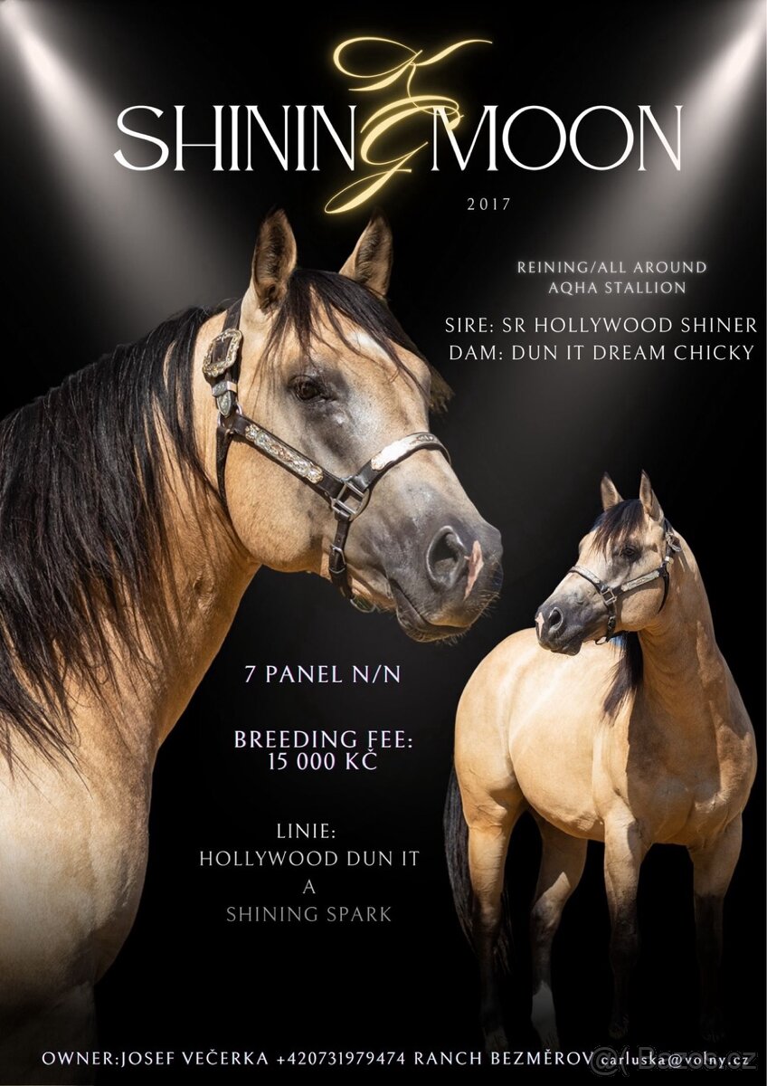 Připouštění QH hřebcem 7 panel N/N