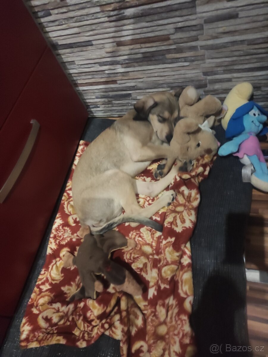 Prodám štěně do dobrých rukou