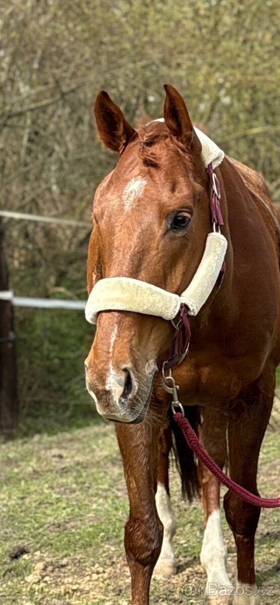 Ohlávka s beránkem