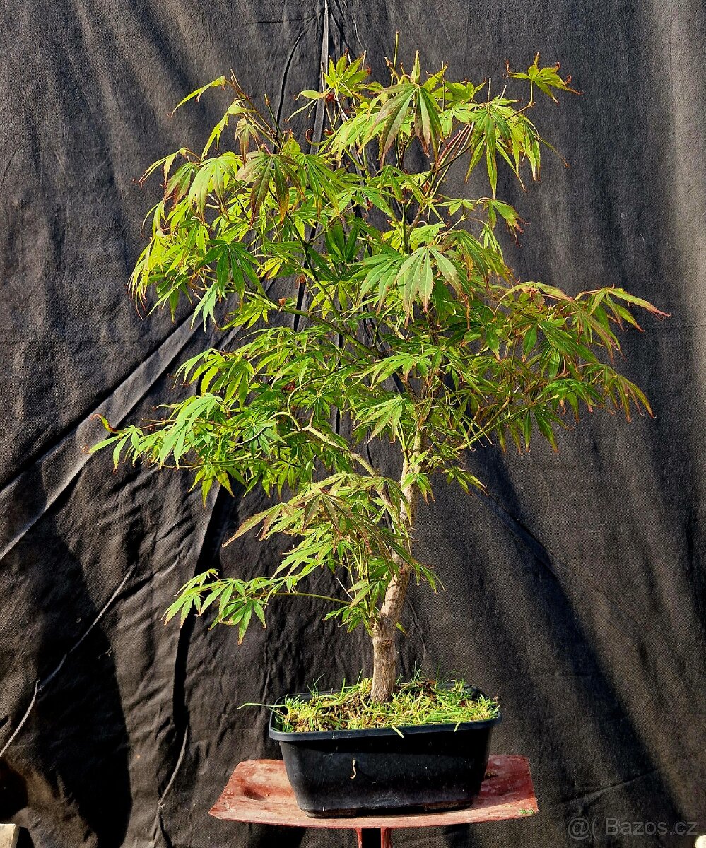 Bonsai, Bonsaj - Acer Palmatum 3