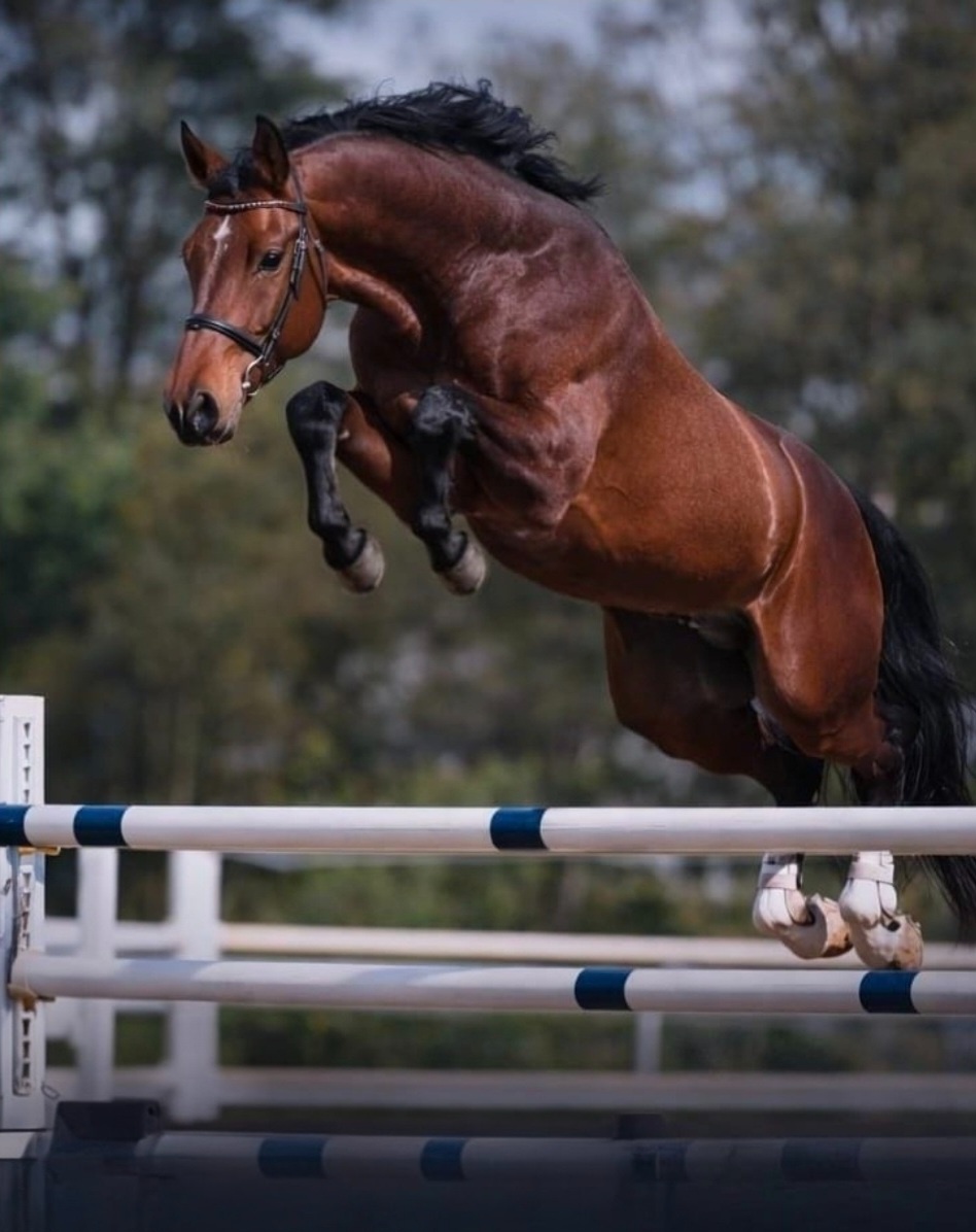 🐎‼️Kvalitní původ 4 letý valach s původ‼️🐎