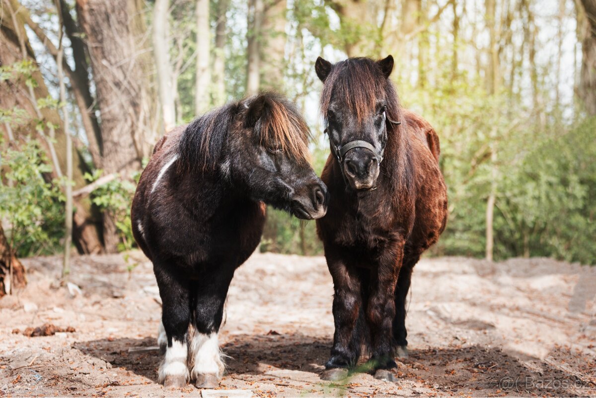 Shetlandský pony