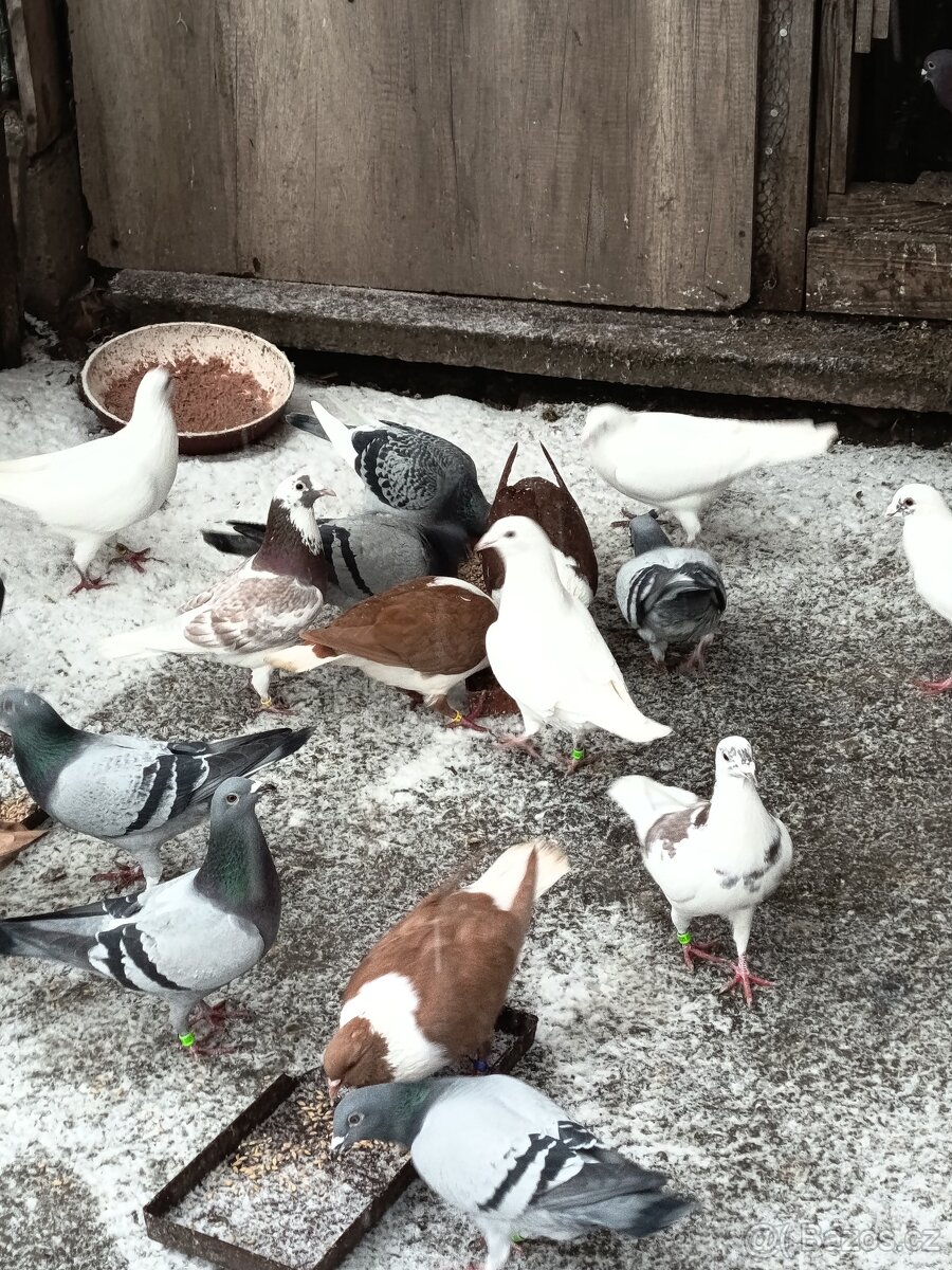 Prodám holuby poštovní, moravský pstros