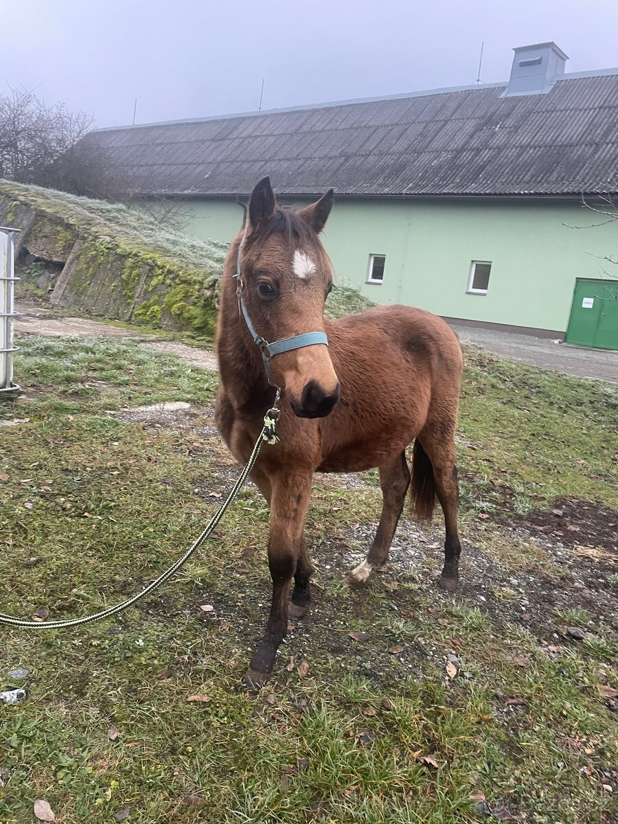 Hřebeček ČSP plavak s plným původem kvh 135-140cm