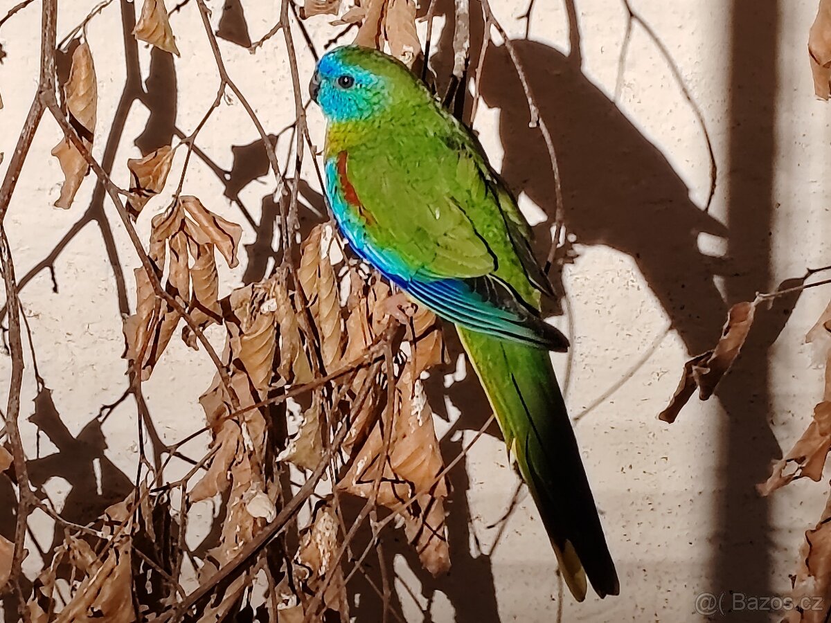 Neoféma tyrkysová přírodní zbarvení