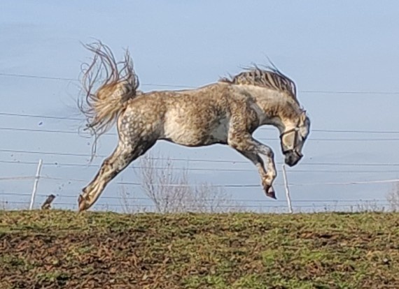 Prodej plemenného hřebce welsh pony, sekce B
