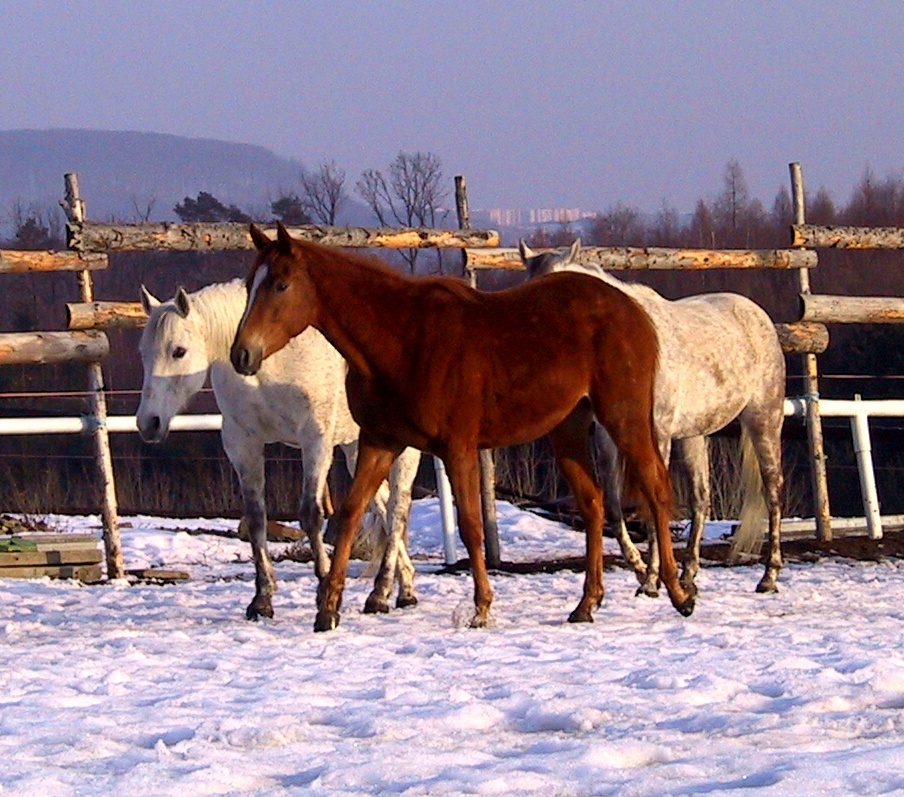 Nabízím ustájení v Brně, Sobešice