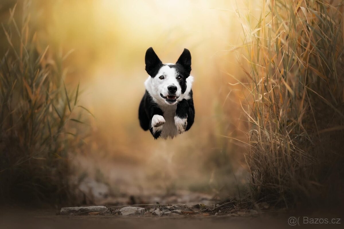 Border kolie pes ke krytí