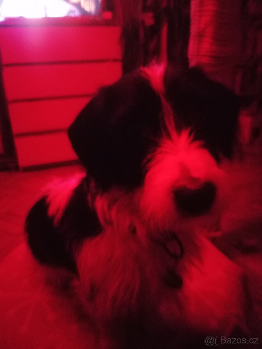 Krytí Jack Russel terier černobílý