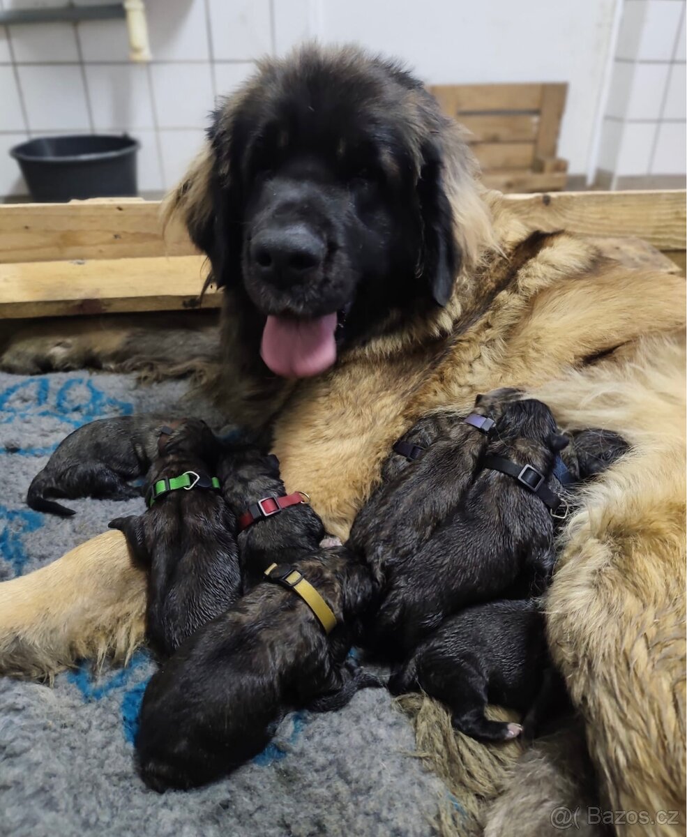 Leonberger s PP