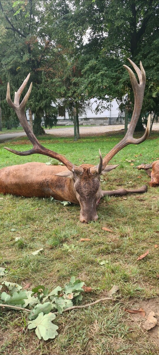 Polovačka v maďarsku