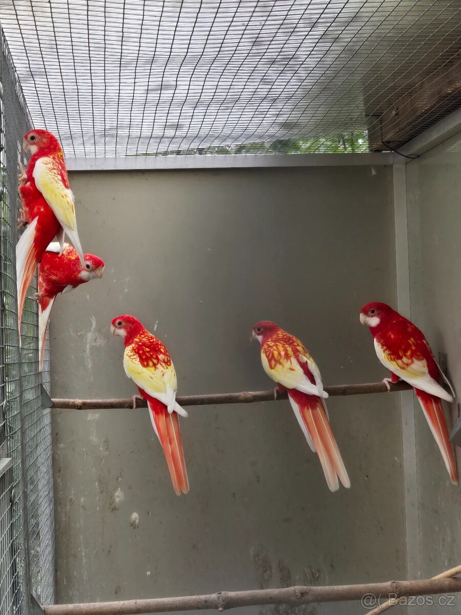 Prodám rosela pestrá