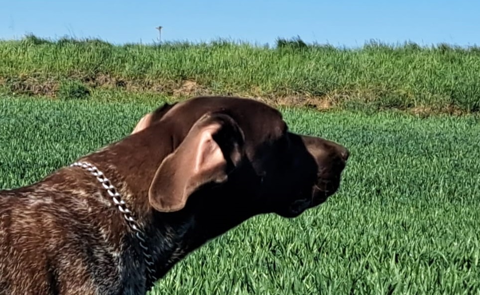 Německý ohař krátkosrstý.