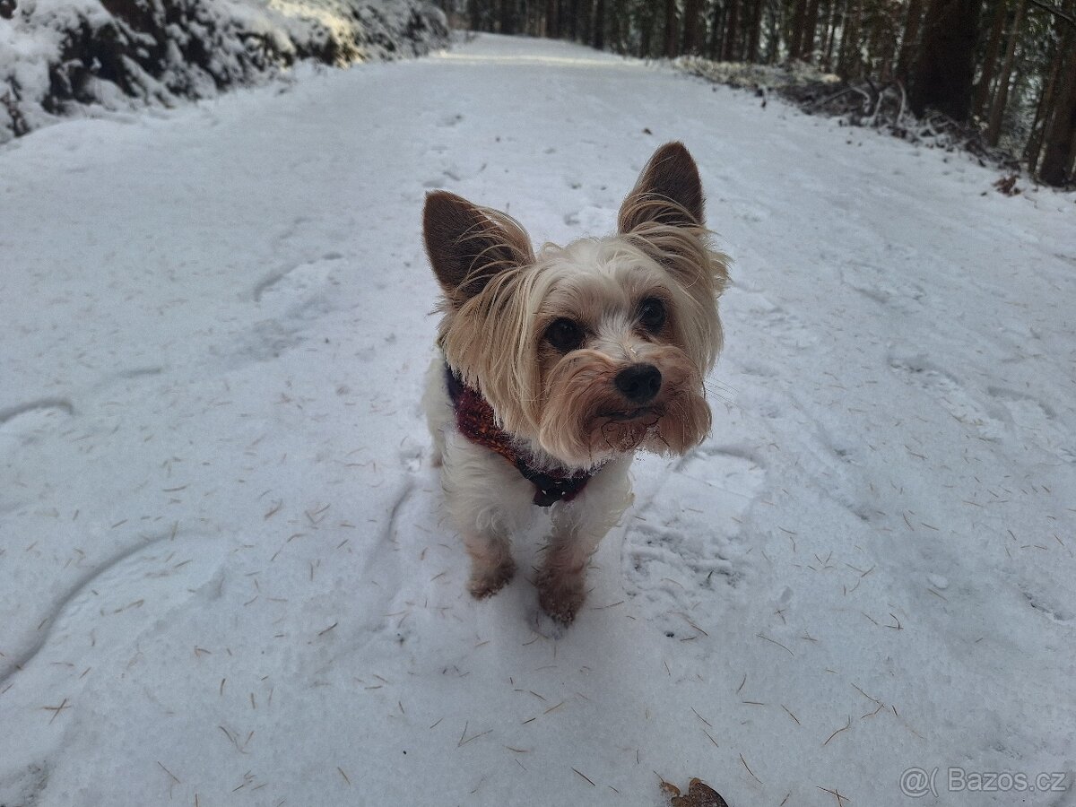 Biewer jorkšírský teriér krytí, připuštění