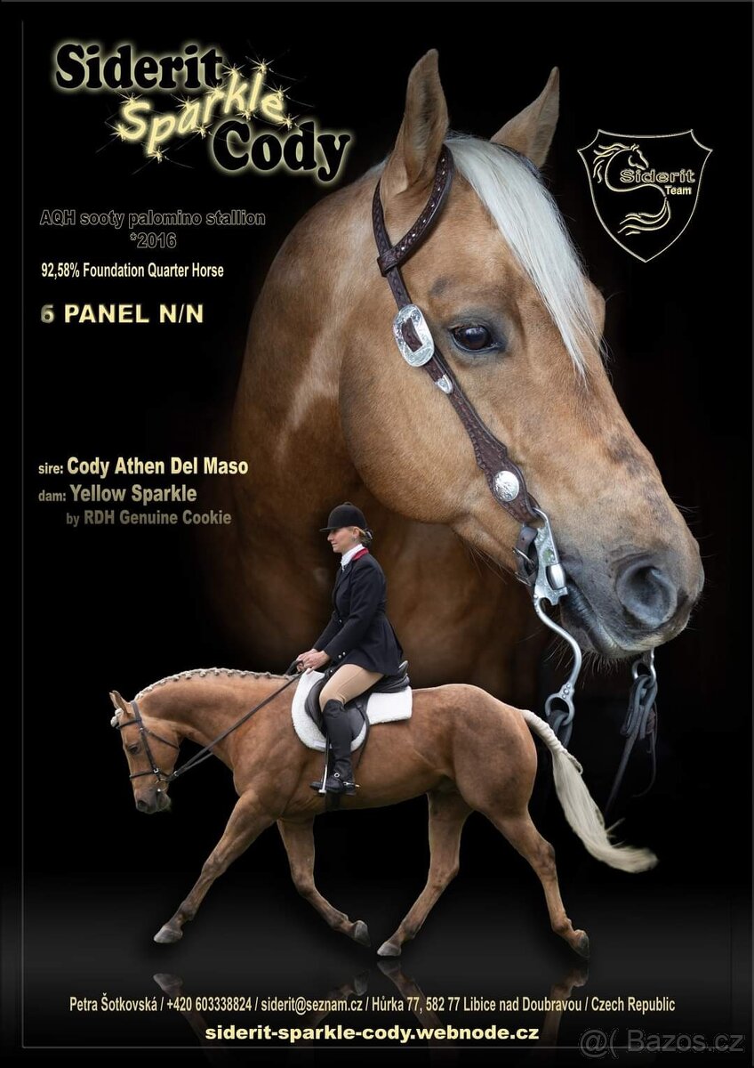 Připouštění QH hřebcem