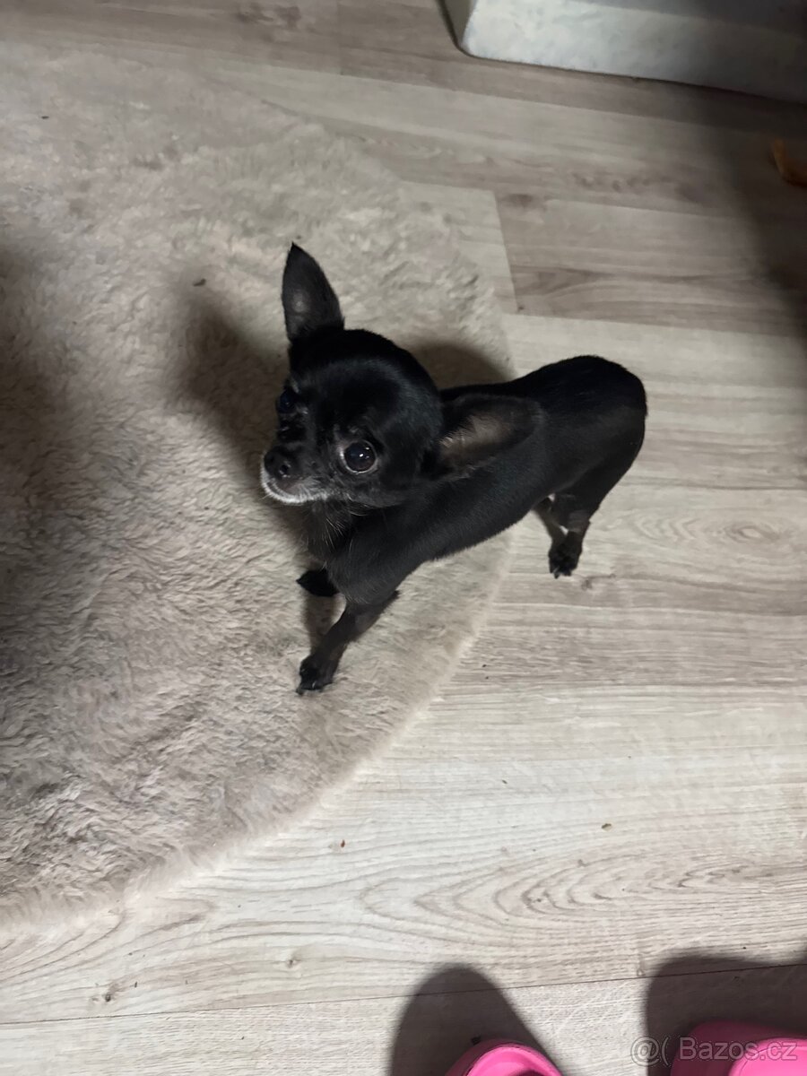Nabízím ke krytí svého pejska mini čivavu