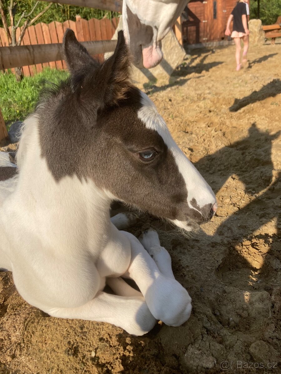 APH Hřebeček Domino Checo
