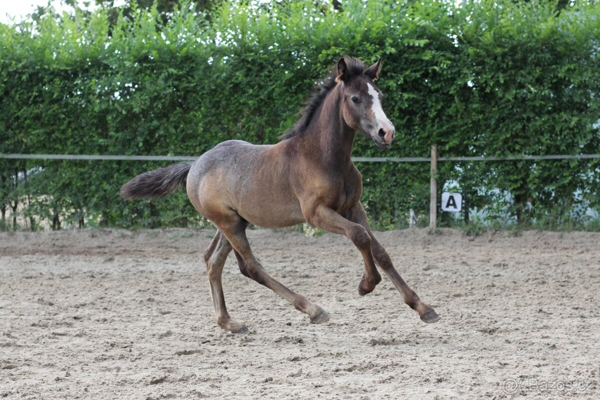 Loňský hřebec WPBR po Trojice Empor