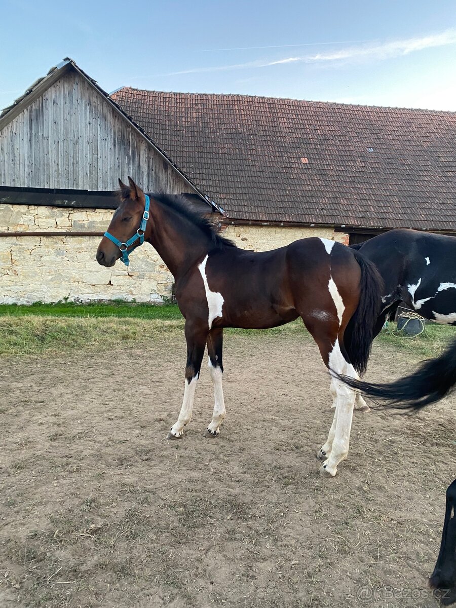 Nabízím klisnu Barock Pinto