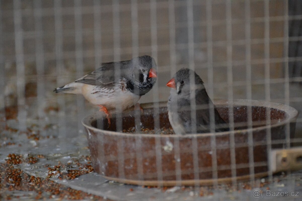 Zebřičky, holoubek diamantový