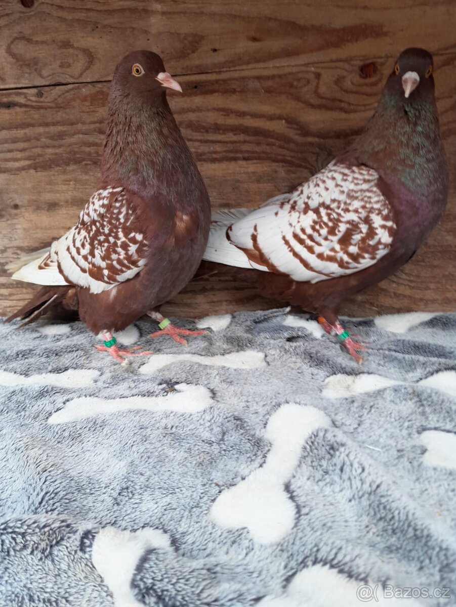 Prodám holuby