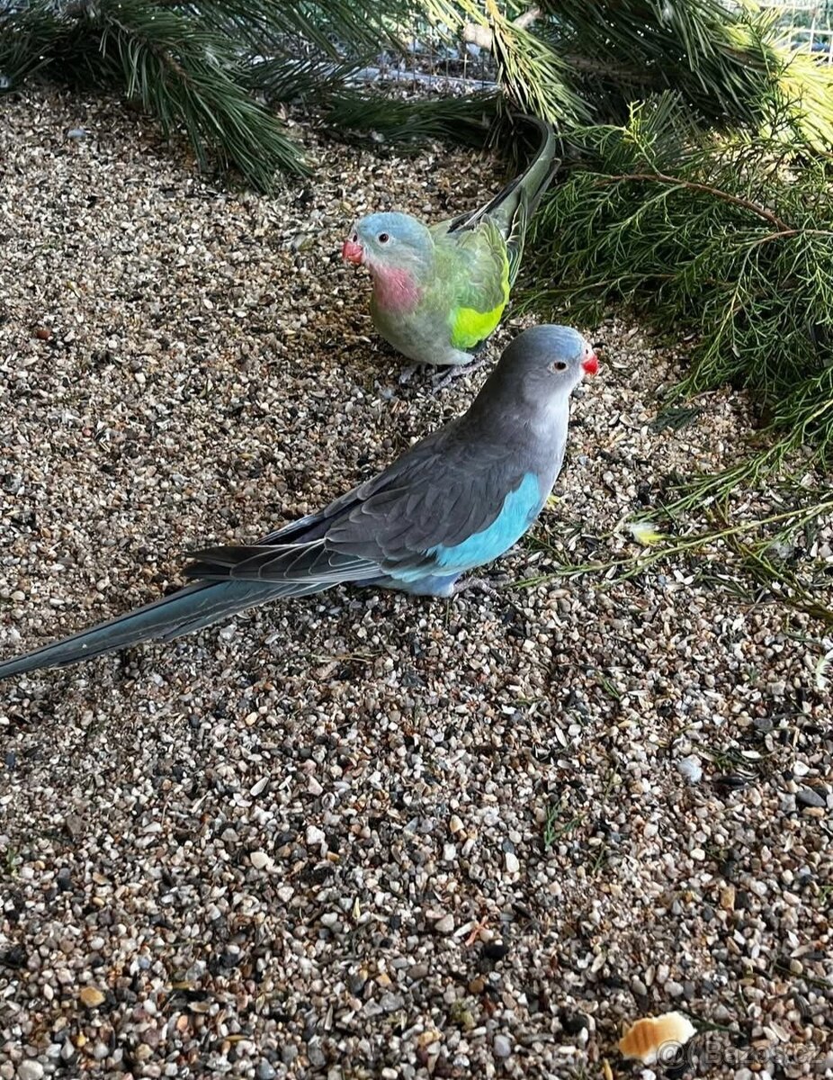 papoušek Alexandřin Princess