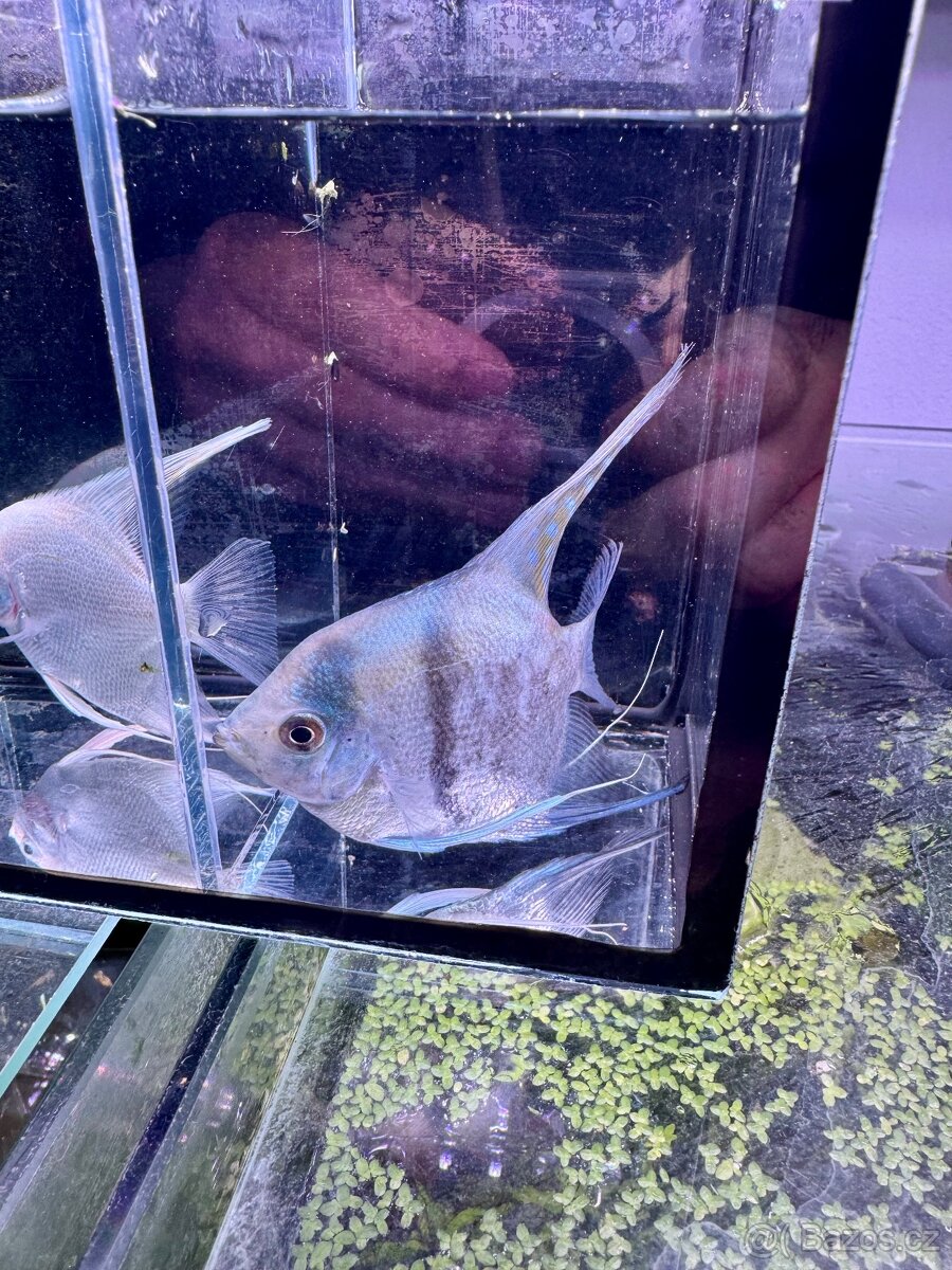 Prodej akvarijních rybek