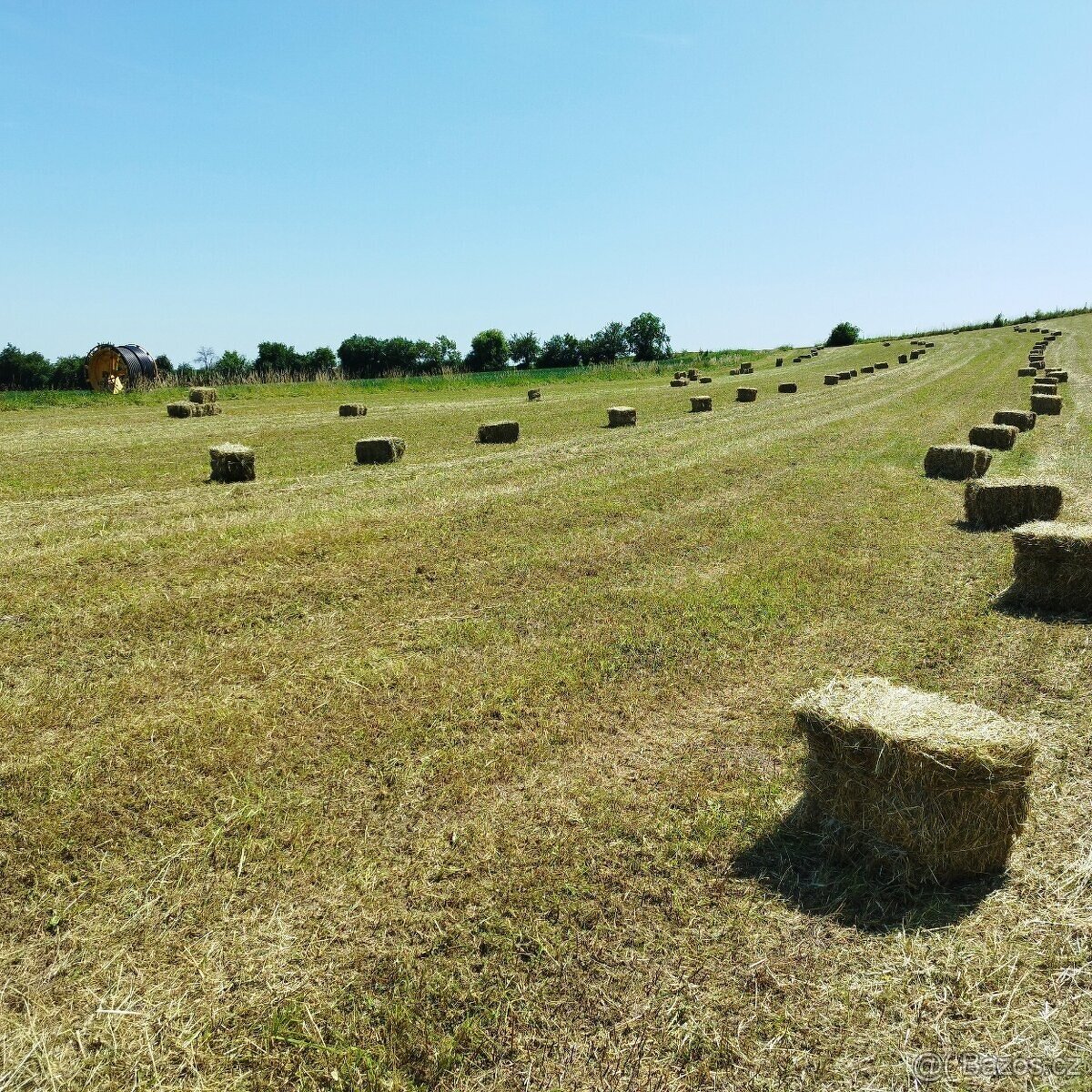 Prodám seno malé hranaté balíky